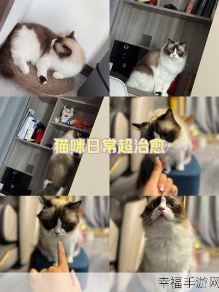 独家揭秘，超级猫特工安卓版v1.7上线，喵星人动作射击新体验！