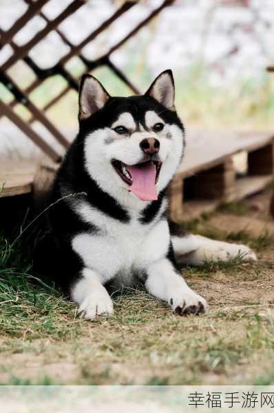 萌宠出击！汪汪队巡逻安卓版下载，孩子专属休闲益智新体验