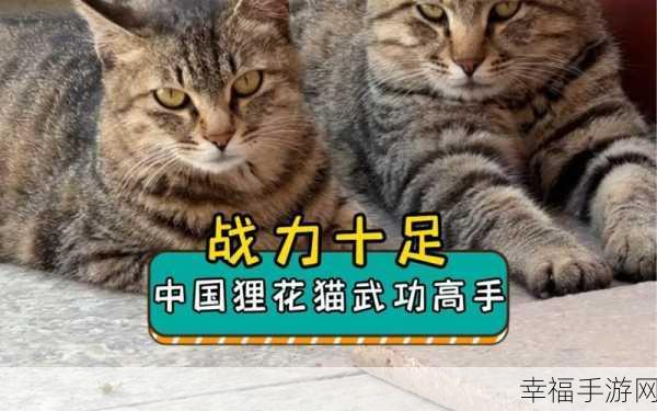 萌宠出击！猫咪城市英雄带你领略喵界冒险新纪元