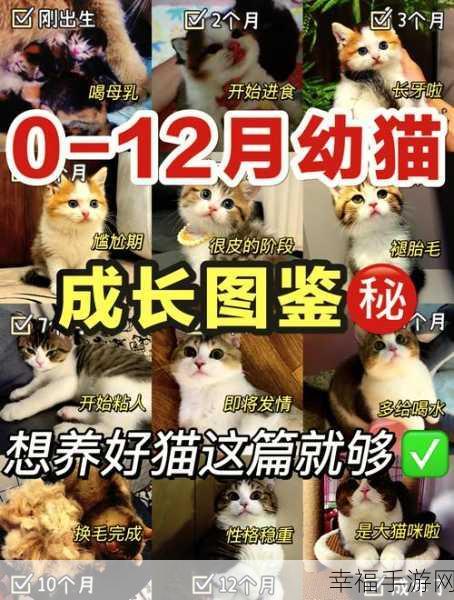 萌宠养成新体验，猫咪成长记手游深度评测