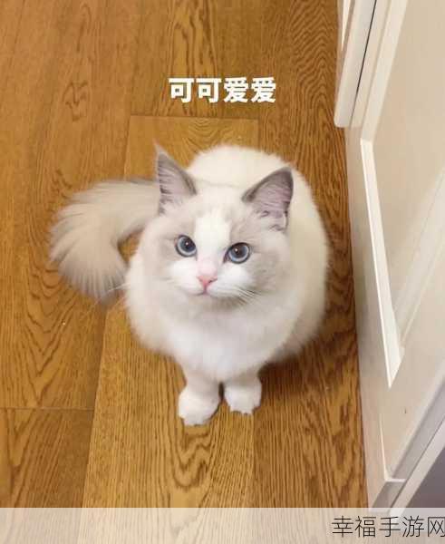 萌宠冒险新纪元，猫咪奇遇记安卓汉化版震撼发布