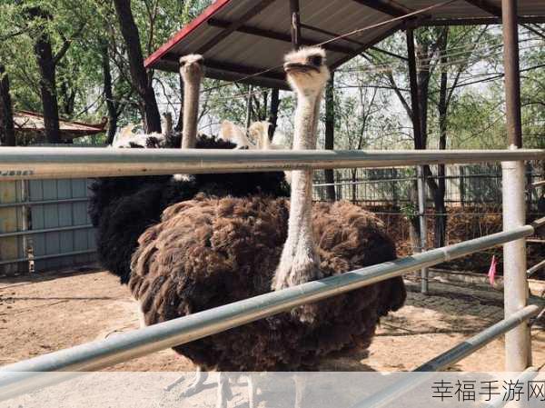 疯狂动物雨来袭！益智休闲新体验，下载即享趣味挑战