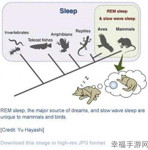 神秘梦境探索，睡眠神经图冒险解谜游戏深度解析