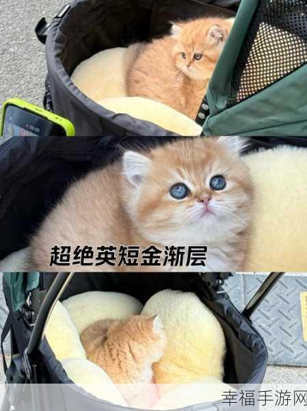 我的明星猫超模，无限钻石版上线，打造专属猫咪超模大赛！