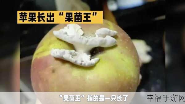 蘑菇黑料爆料事件视频：蘑菇平台争议事件完整回顾