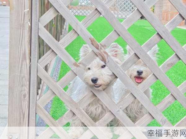 萌宠冒险新篇章,小狗之旅手机版下载开启,休闲益智新体验