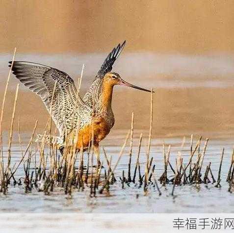 爸爸鸟（Papibird），挑战极限飞行，畅享敏捷躲避盛宴！