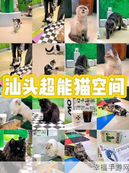 萌翻全场！Duet Cats正版下载，探索猫咪世界的奇妙之旅