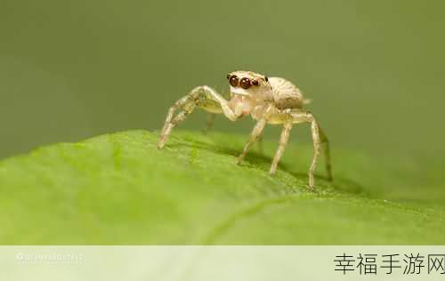 昆虫进化模拟器中文版来袭，探索微观世界的休闲养成之旅