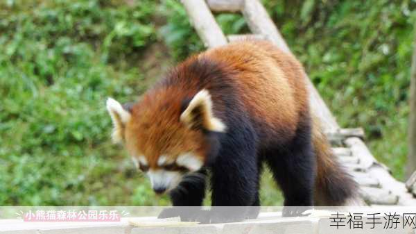 清新治愈新体验！熊猫森林汉化版下载开启休闲养成之旅