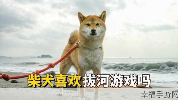 萌柴犬治愈来袭！治愈萌柴犬游戏深度体验与互动玩法揭秘