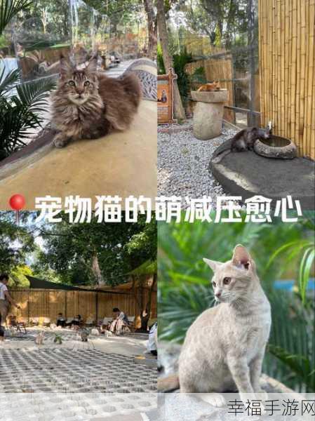 探秘以闪亮之名，夜猫猫出没位置全攻略