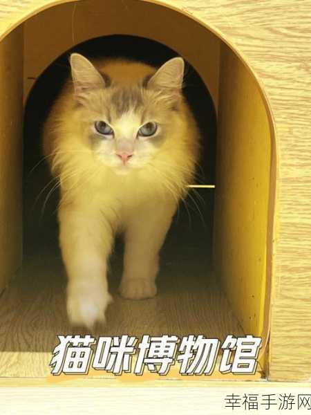 猫博物馆，点亮神秘之光 发光灯获取秘籍全解