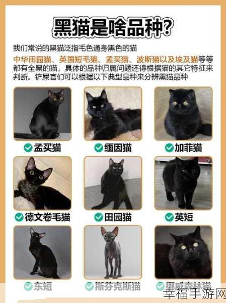 伊洛纳黑猫获取攻略，揭秘稀有宠物的捕捉技巧