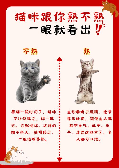 烧脑大师，与猫咪的趣味互动秘籍