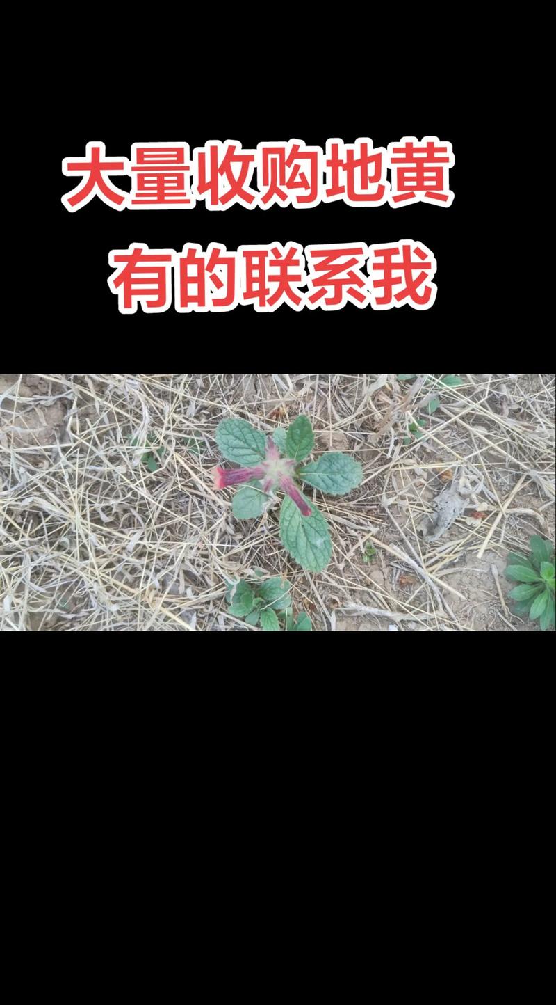 烟雨江湖地黄采集全攻略，探寻江湖中的珍贵药材