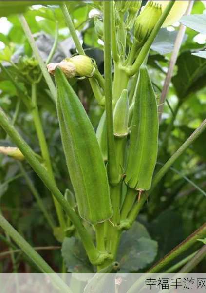 草莓香蕉丝瓜绿巨人秋葵：新鲜草莓与香蕉丝瓜的奇妙搭配，打造绿色巨人秋葵美食。