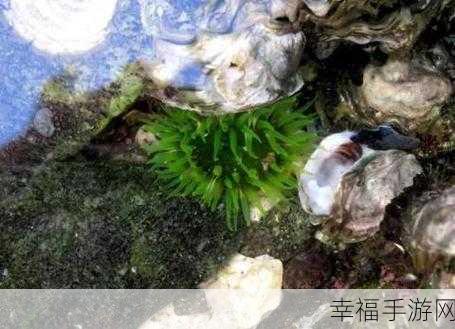 香蕉海葵鲍鱼绿巨人茄子：探索香蕉海葵与鲍鱼绿巨人的奇妙结合之旅