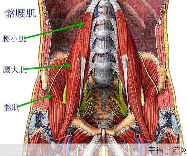 肌肌桶肌肌免费网页：打造全面健身指南，畅享肌肉塑造与训练技巧的免费资源！