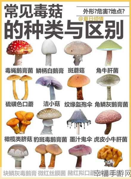 黑料不打烊蘑菇访问安全：黑料不打烊：全面提升蘑菇访问安全的新策略与措施