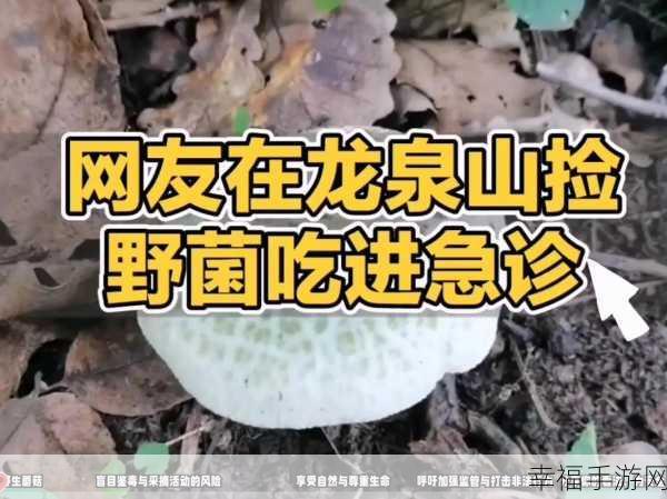 黑料不打烊蘑菇访问安全：黑料不打烊：全面提升蘑菇访问安全的新策略与措施