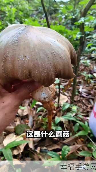 旧版蘑菇视频懂你最多：探索蘑菇视频：你不知道的精彩世界与独特体验