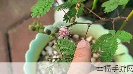 含羞草实验究究所隐藏路线：揭秘含羞草实验室中未被发现的隐藏路线与秘密