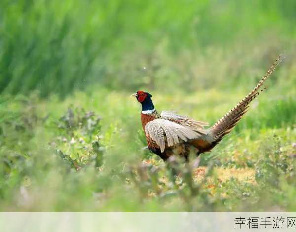 东南亚小雉鸡仙踪林：探索东南亚小雉鸡的神秘栖息地与生态奇观