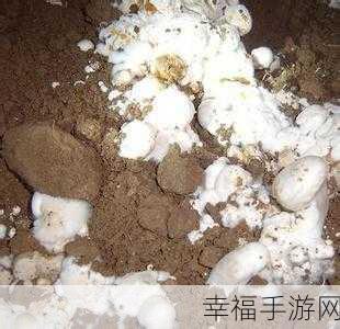 胡桃尿道口流出白色脓状物：拓展讨论胡桃尿道口流出白色脓状物的可能原因与处理建议