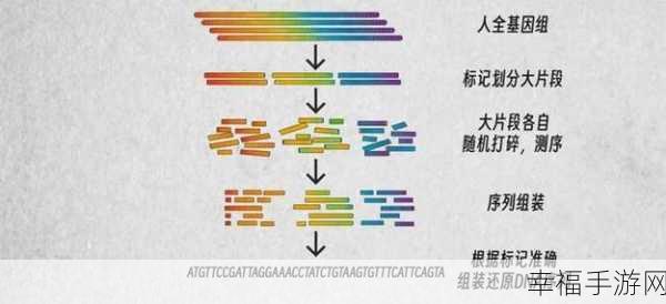 狗和人类dna：探索犬类与人类DNA的相似性及其进化意义