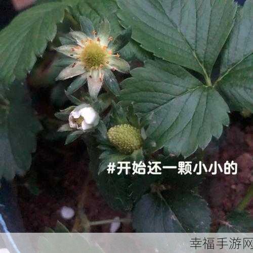 草莓视频xxyy：探索草莓视频xxyy的独特魅力与精彩内容分享