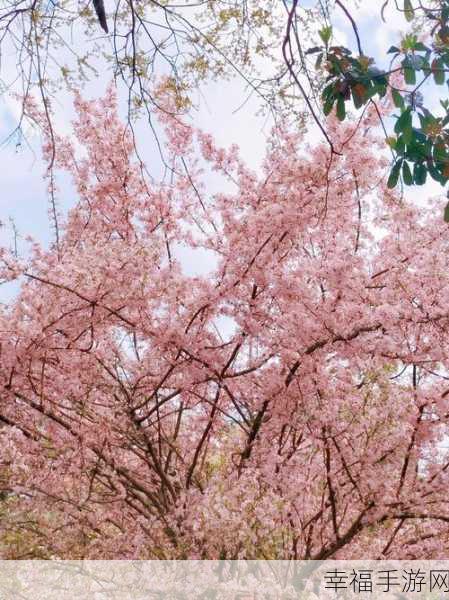 樱花草直播：“畅享春日美景，樱花草直播带你领略自然魅力！”