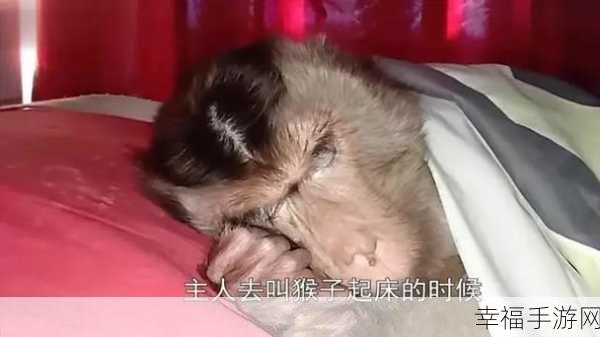 二人生猴子全程不盖被子：拓展二人生猴子全程不盖被子的奇妙体验与启示