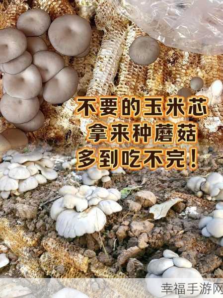 蘑菇视频黑料爆款：揭秘蘑菇视频背后的黑料与爆款制作内幕