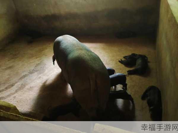 人与畜禽：人与畜禽和谐共生的生态环境与发展探讨