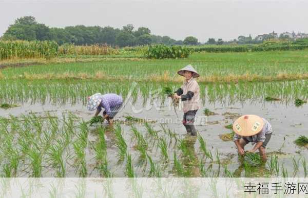 夫妻之间三十中插秧方法：夫妻齐心协力，共同探索插秧技巧的新方法