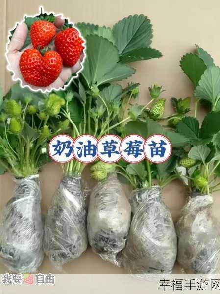 草莓视频你懂得：“畅享草莓视频，探索更多精彩内容与乐趣！”