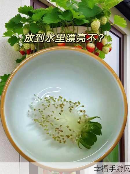 草莓视频老版本：探索草莓视频旧版的独特魅力与使用体验