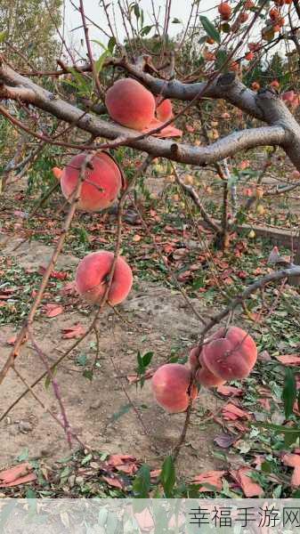 坤坤寒进桃子漫：寒冬渐去，桃花盛开，坤坤迎春谱新篇