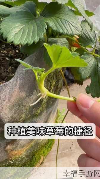 草莓 视频链接：揭秘草莓种植技巧与美味食谱，让你轻松享受丰收乐趣！