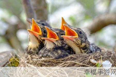 饥饿的阿：寻食的阿