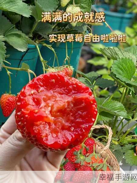 草莓视频app推广：甜蜜短视频：新鲜多汁的观影体验