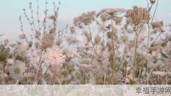 野花社区视频：自然花园在线影音