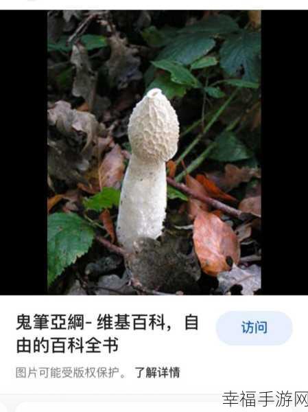 蘑菇51反差：菌类奇趣大揭秘