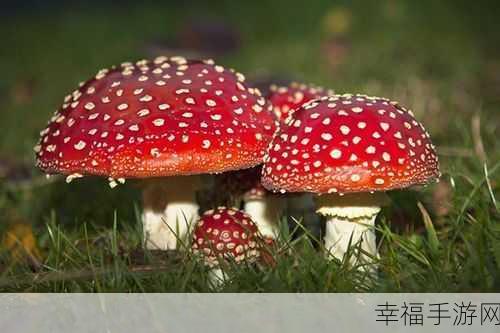 蘑菇视频红色logo纯黑色背景图：暗夜里绽放的蘑菇视频标识