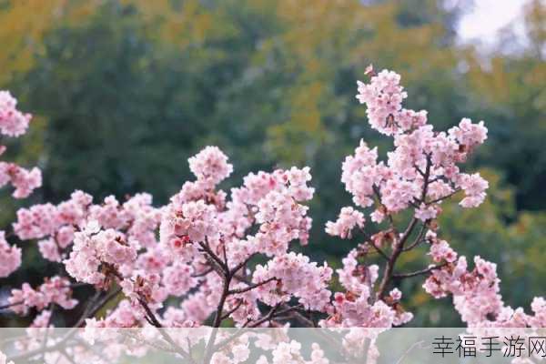 病勤楼栋樱花未增减:医院樱树依旧绽