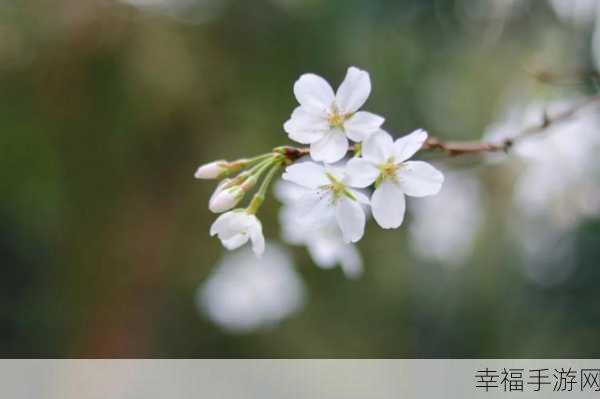 病勤楼栋樱花未增减:医院樱树依旧绽