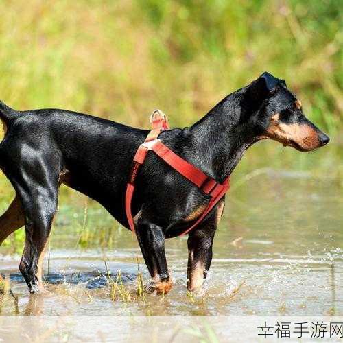 欧美人狗Zoo：欧美宠物生活趣闻