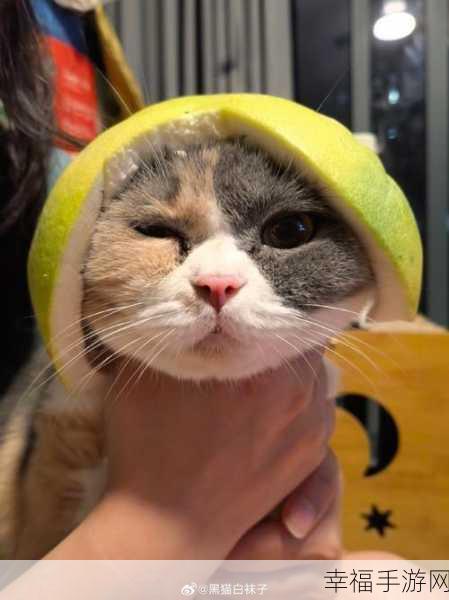 给大家科普一下糖心 今日已全面更新柚子猫：柚子猫糖心资源更新通知