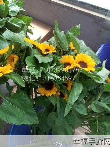 向日葵视频据店长统计:向日葵视频店铺数据分析报告